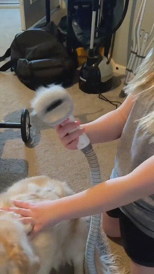 Buyer video - vacuum grooming a golden retriever