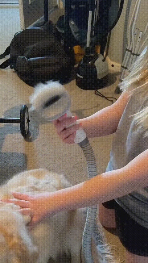 Buyer video - vacuum grooming a golden retriever