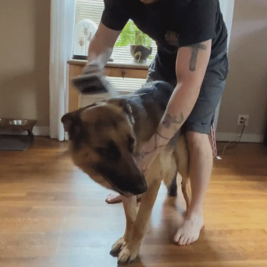 Buyer video - deshedding a German Shepherd