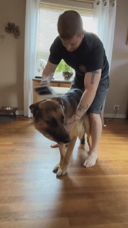 Buyer video - deshedding a German Shepherd